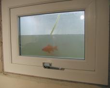 Ein geschlossenes nach außen öffnendes Fenster. Durch die Scheibe kann man sehen, dass außen Wasser steht und ein Fisch vor der Scheibe schwimmt.
